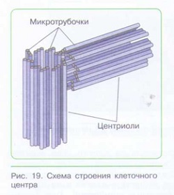 СТРОЕНИЕ КЛЕТКИ_007